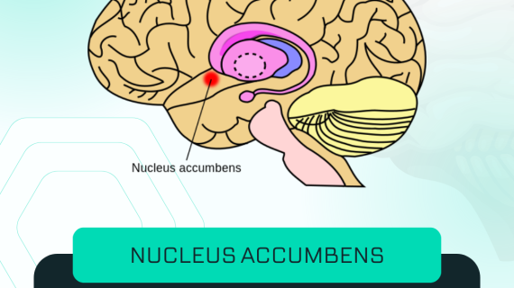 Nucleus Accumben dan Murajaah